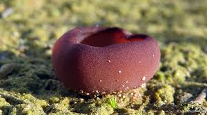 Attēlu rezultāti vaicājumam “Peziza ammophila”