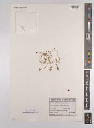 Attēlu rezultāti vaicājumam “Saxifraga cymbalaria fruit”