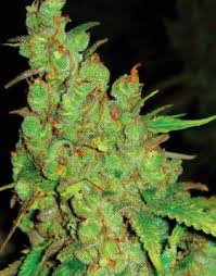 Resultado de imagen para la marihuana channel