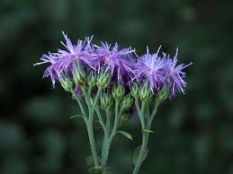 Attēlu rezultāti vaicājumam “Saussurea esthonica flower”