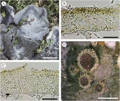 Attēlu rezultāti vaicājumam “Leptogium saturninum”