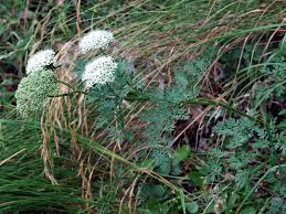 Attēlu rezultāti vaicājumam “Peucedanum oreoselinum”