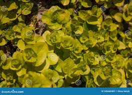 Attēlu rezultāti vaicājumam “Lysimachia nummularia leaf”