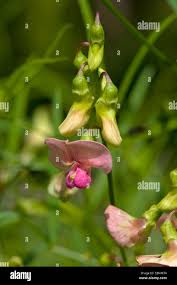 Attēlu rezultāti vaicājumam “Lathyrus sylvestris leaf”