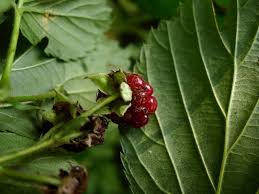 Attēlu rezultāti vaicājumam “Rubus nessensis”