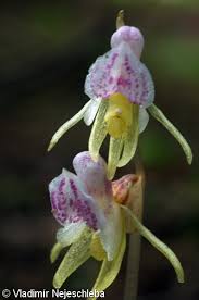 Attēlu rezultāti vaicājumam “Epipogium aphyllum”