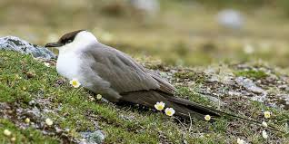Image result for Stercorarius skua