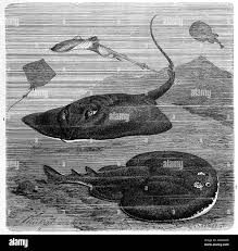 Image result for Tetronarce nobiliana