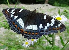 Attēlu rezultāti vaicājumam “Limenitis populi upperside”