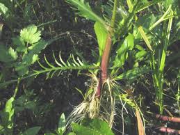 Attēlu rezultāti vaicājumam “Rorippa amphibia”