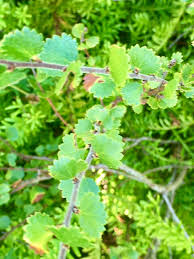 Attēlu rezultāti vaicājumam “Betula nana leaf”