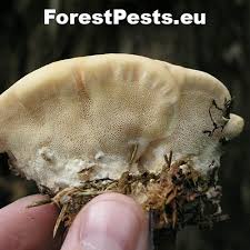 Attēlu rezultāti vaicājumam “Postia ptychogaster”