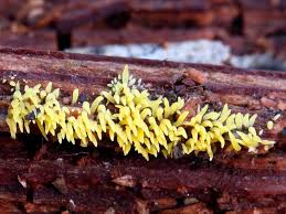 Attēlu rezultāti vaicājumam “Mucronella subtilis”