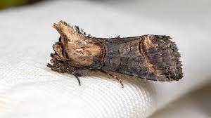 Attēlu rezultāti vaicājumam “Abrostola triplasia”