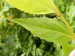 Attēlu rezultāti vaicājumam “Campanula latifolia leaf”