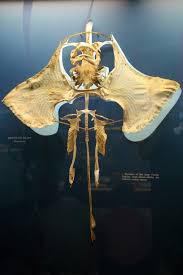 Image result for Dipturus laevis