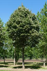 Attēlu rezultāti vaicājumam “Tilia tomentosa leaf”