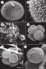 Attēlu rezultāti vaicājumam “Badhamia nitens spores”