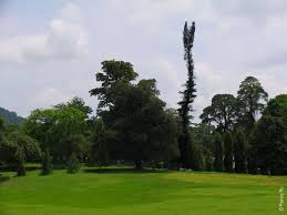 Image result for шри ланка королевский ботанический сад