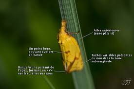 Attēlu rezultāti vaicājumam “Agapeta hamana”