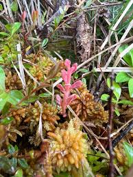 Attēlu rezultāti vaicājumam “Exobasidium splendidum”