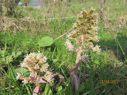 Attēlu rezultāti vaicājumam “Petasites spurius flower”