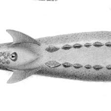 Image result for Acipenser transmontanus