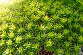 Attēlu rezultāti vaicājumam “Polytrichum juniperinum”