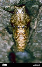 Attēlu rezultāti vaicājumam “Argynnis paphia larva”
