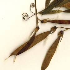 Attēlu rezultāti vaicājumam “Lathyrus palustris flower”