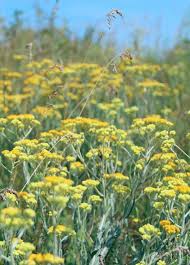 Image result for Artemisia absinthium