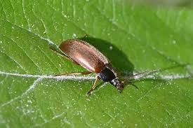 Attēlu rezultāti vaicājumam “Isomira murina”