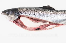 Image result for Salmo salar