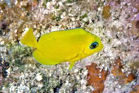 Image result for Acanthurus coeruleus