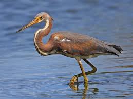Image result for heron