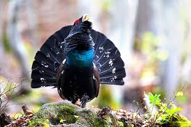 Attēlu rezultāti vaicājumam “Tetrao urogallus male”