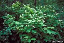 Attēlu rezultāti vaicājumam “Rubus parviflorus”