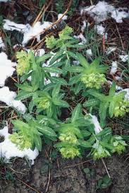 Attēlu rezultāti vaicājumam “Laserpitium pruthenicum”