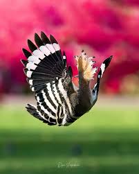 Attēlu rezultāti vaicājumam “Upupa epops adult”