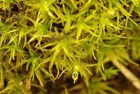 Attēlu rezultāti vaicājumam “Didymodon rigidulus”