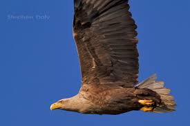 Image result for Haliaeetus albicilla