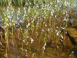 Attēlu rezultāti vaicājumam “Lobelia dortmanna”