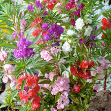 Image result for Impatiens balsamina