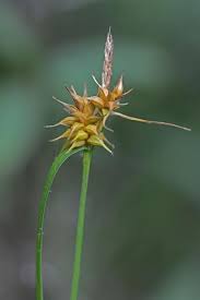 Attēlu rezultāti vaicājumam “Carex flava”