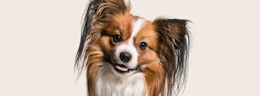 Image result for papillon