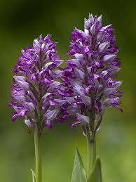 Attēlu rezultāti vaicājumam “Orchis militaris flower”