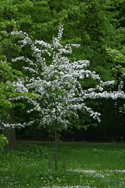 Attēlu rezultāti vaicājumam “Malus x zumi”