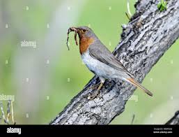 Image result for Turdus ruficollis