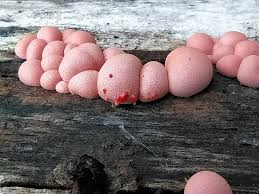 Attēlu rezultāti vaicājumam “Lycogala epidendrum aggr.”