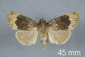 Attēlu rezultāti vaicājumam “Amphipyra perflua”